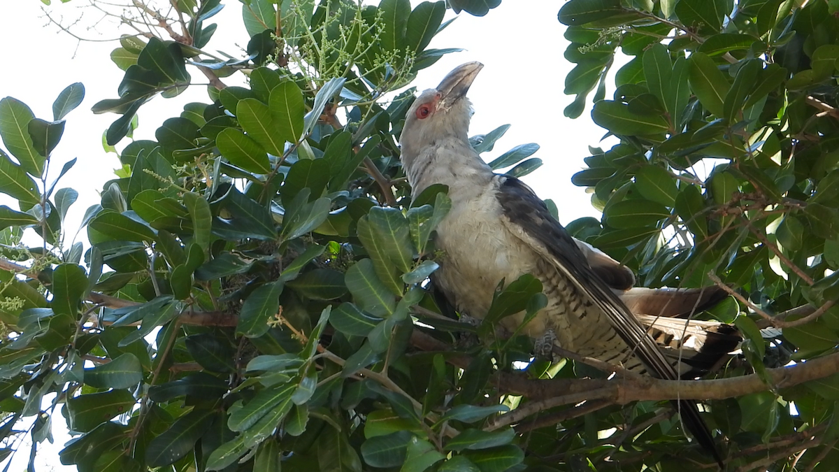 Channel-billed Cuckoo - ML330752701