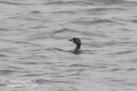 Pied-billed Grebe - ML330754301
