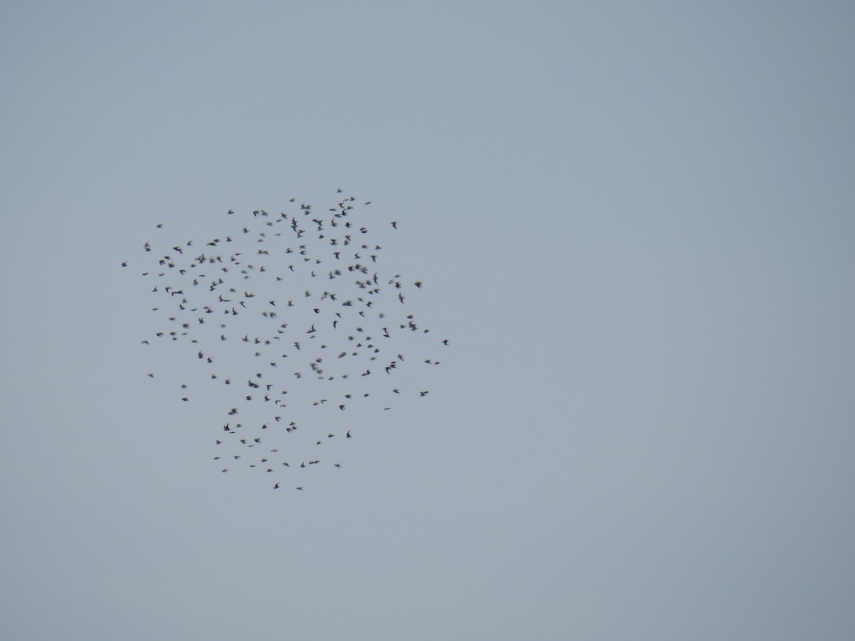 ハマシギ - ML330754331