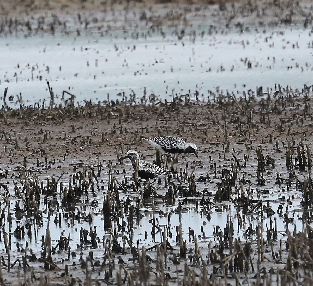 Black-bellied Plover - ML33075471