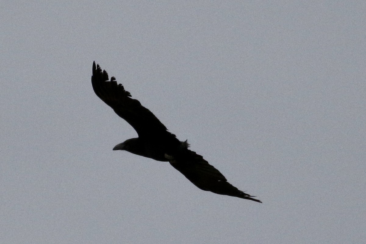 Common Raven - ML330755671