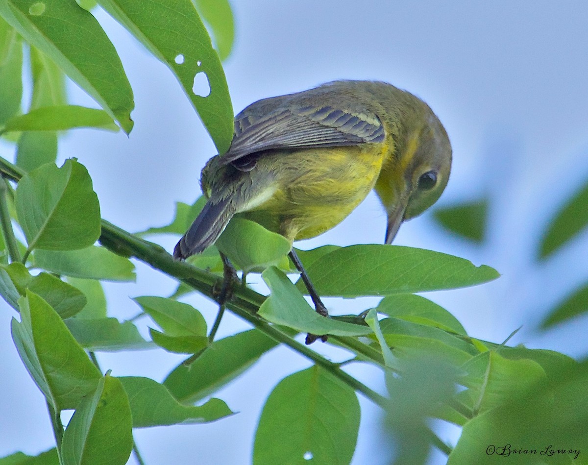 Prairie Warbler - Brian Lowry