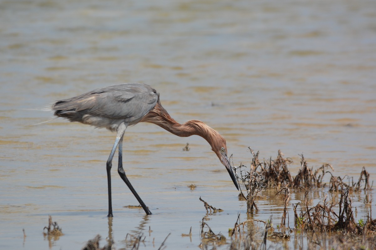 Reddish Egret - ML330760421