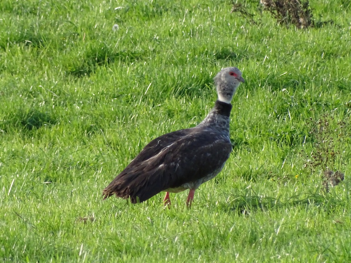 Southern Screamer - Cristofer Ojeda Asenjo