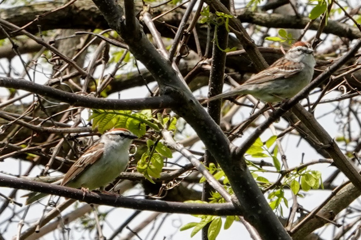 Chipping Sparrow - ML330761761