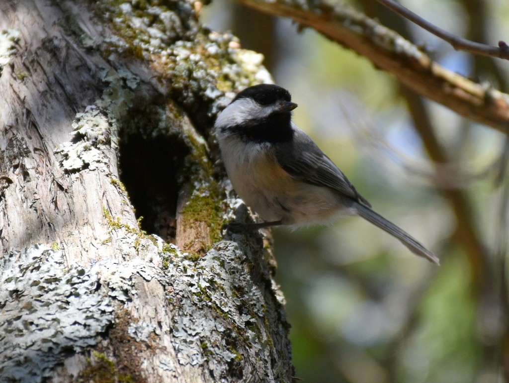 Black-capped Chickadee - ML330762981