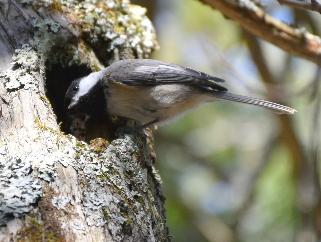 Mésange à tête noire - ML330763011