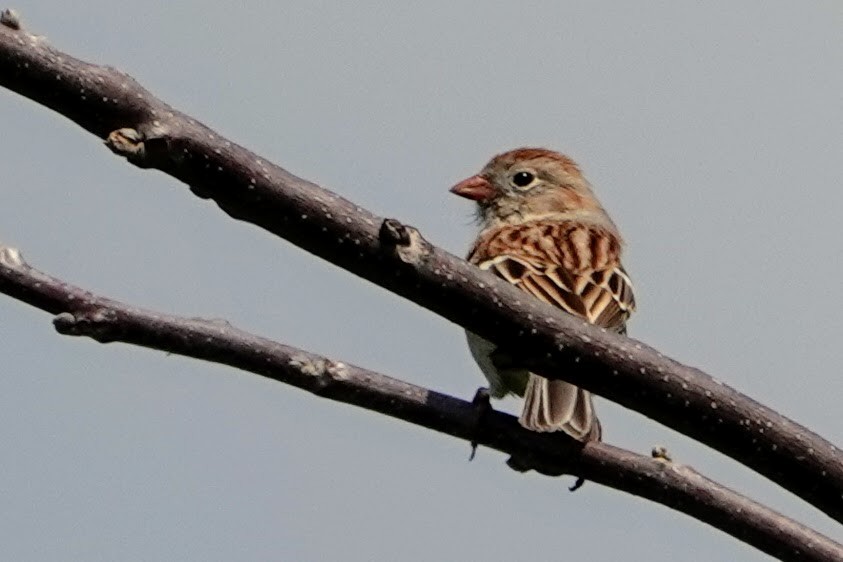 Field Sparrow - ML330763781