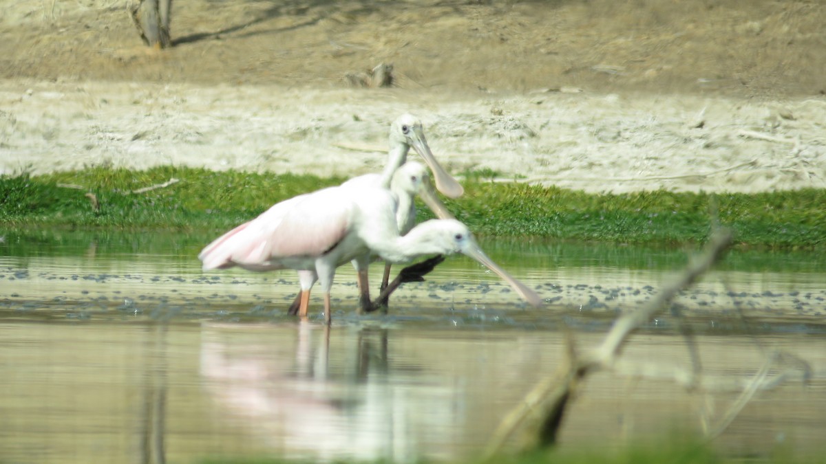 Roseate Spoonbill - ML33076421