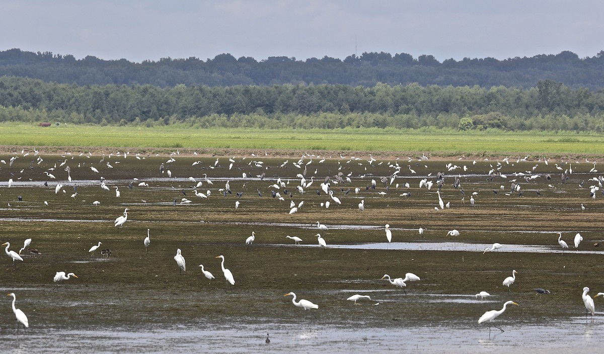 Great Egret - ML33076461