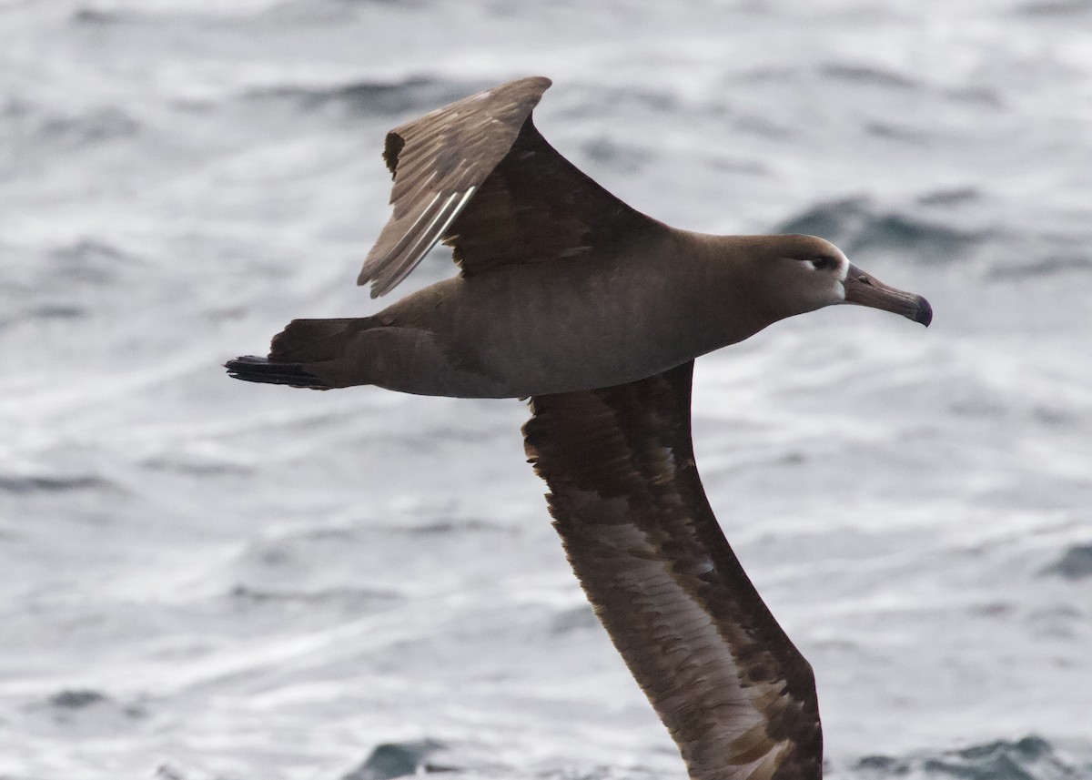 albatros černonohý - ML330764661