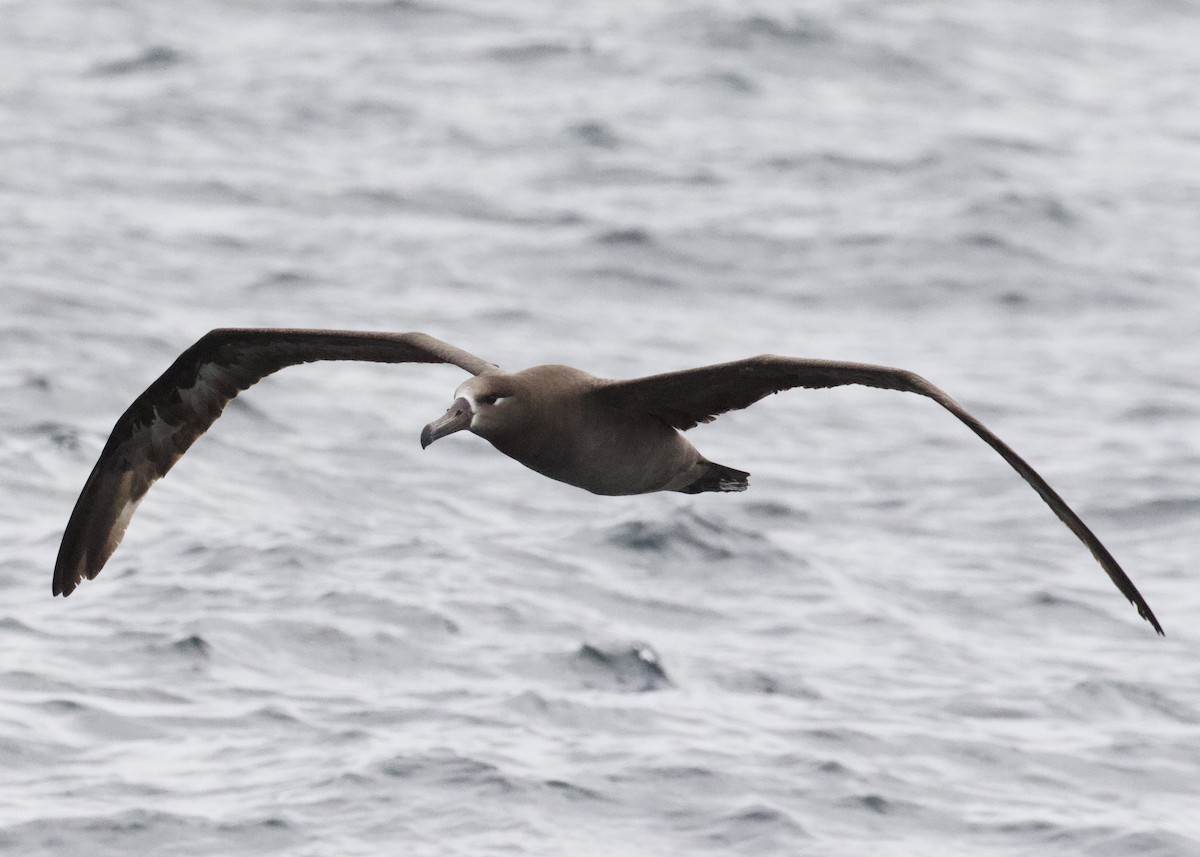 albatros černonohý - ML330764671