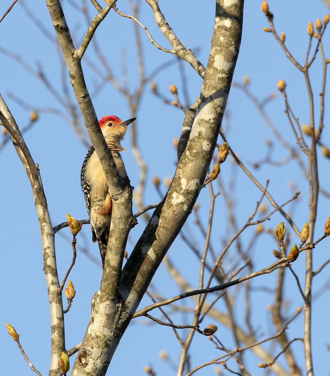 Red-bellied Woodpecker - ML330764761