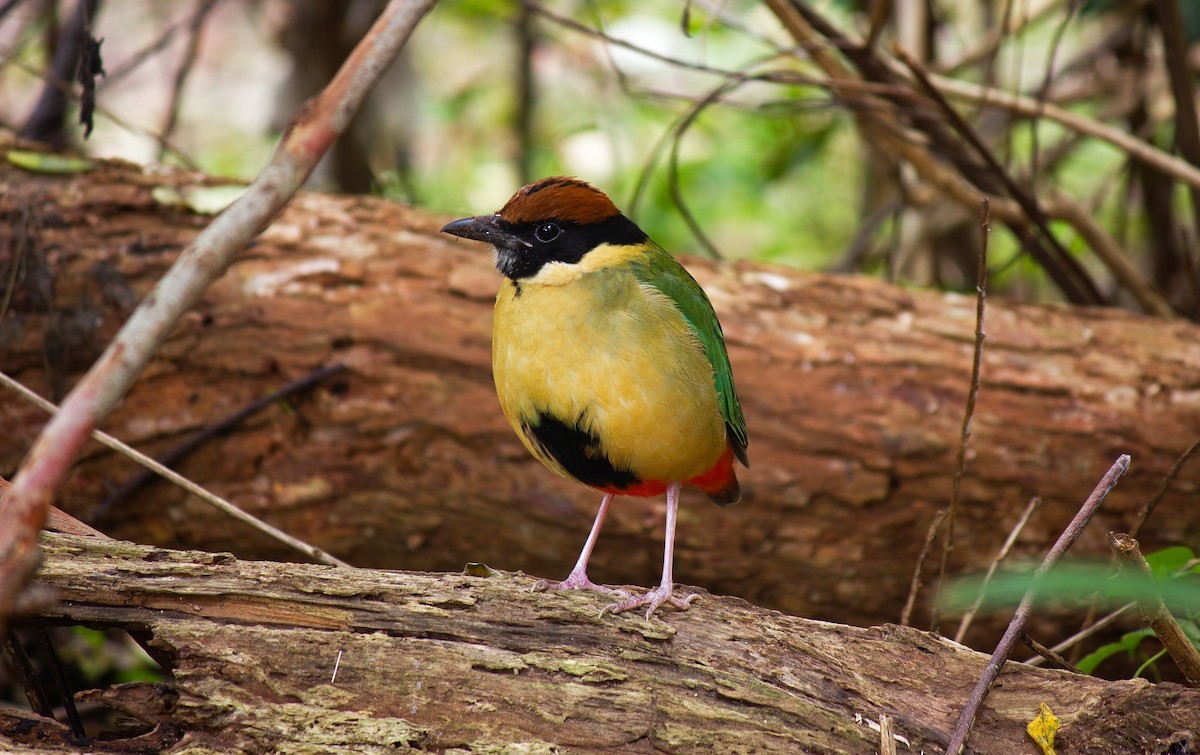 Noisy Pitta - Ewan Auld