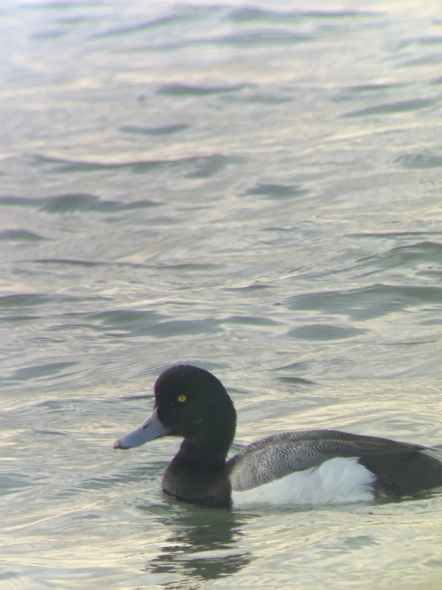 Greater Scaup - ML330767201