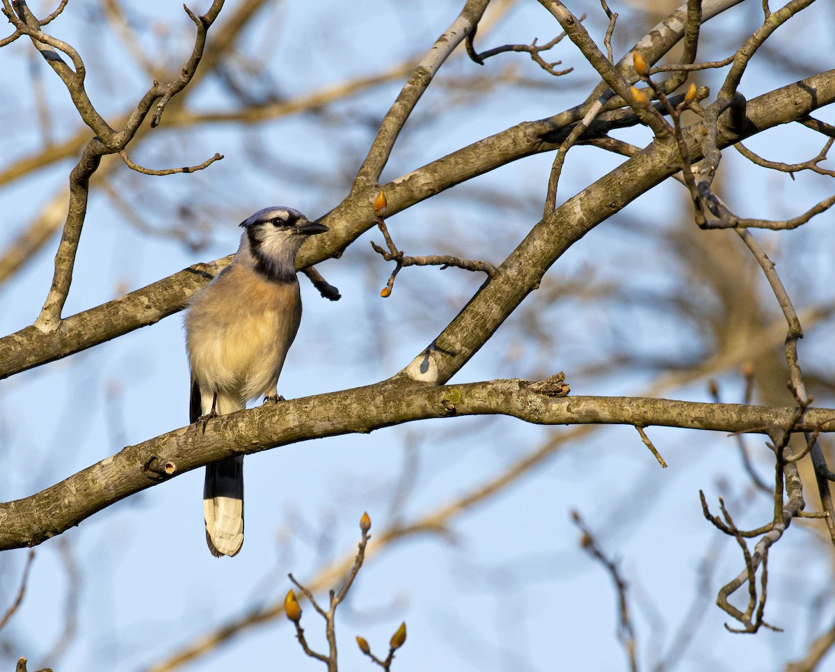 Blue Jay - ML330767501