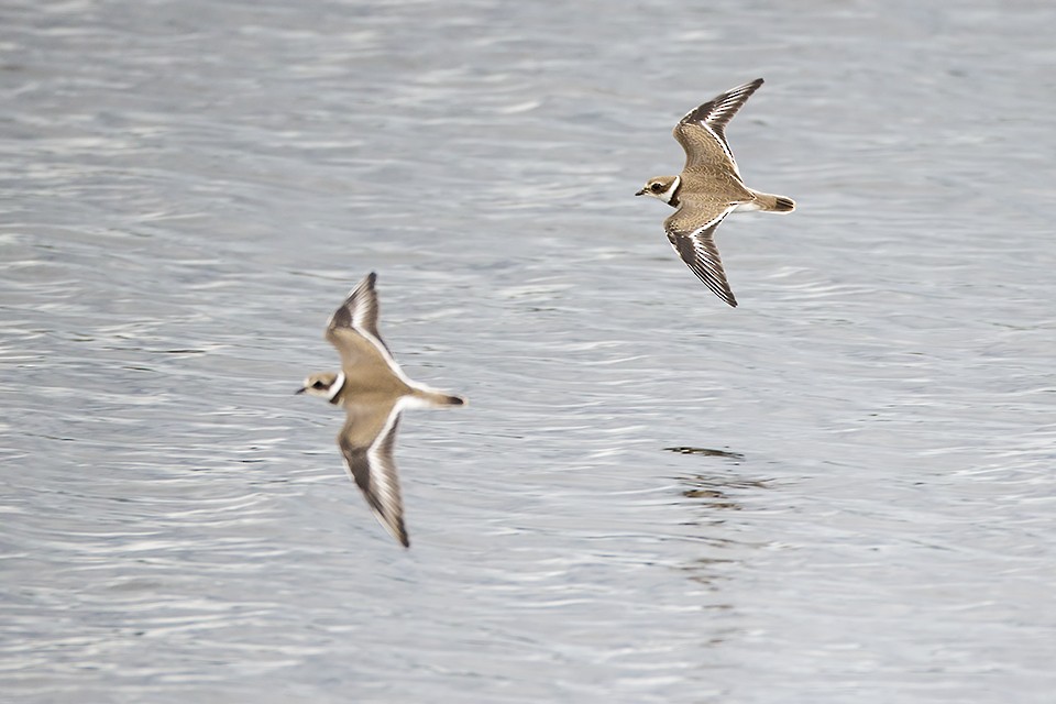 Semipalmated Plover - ML33076871