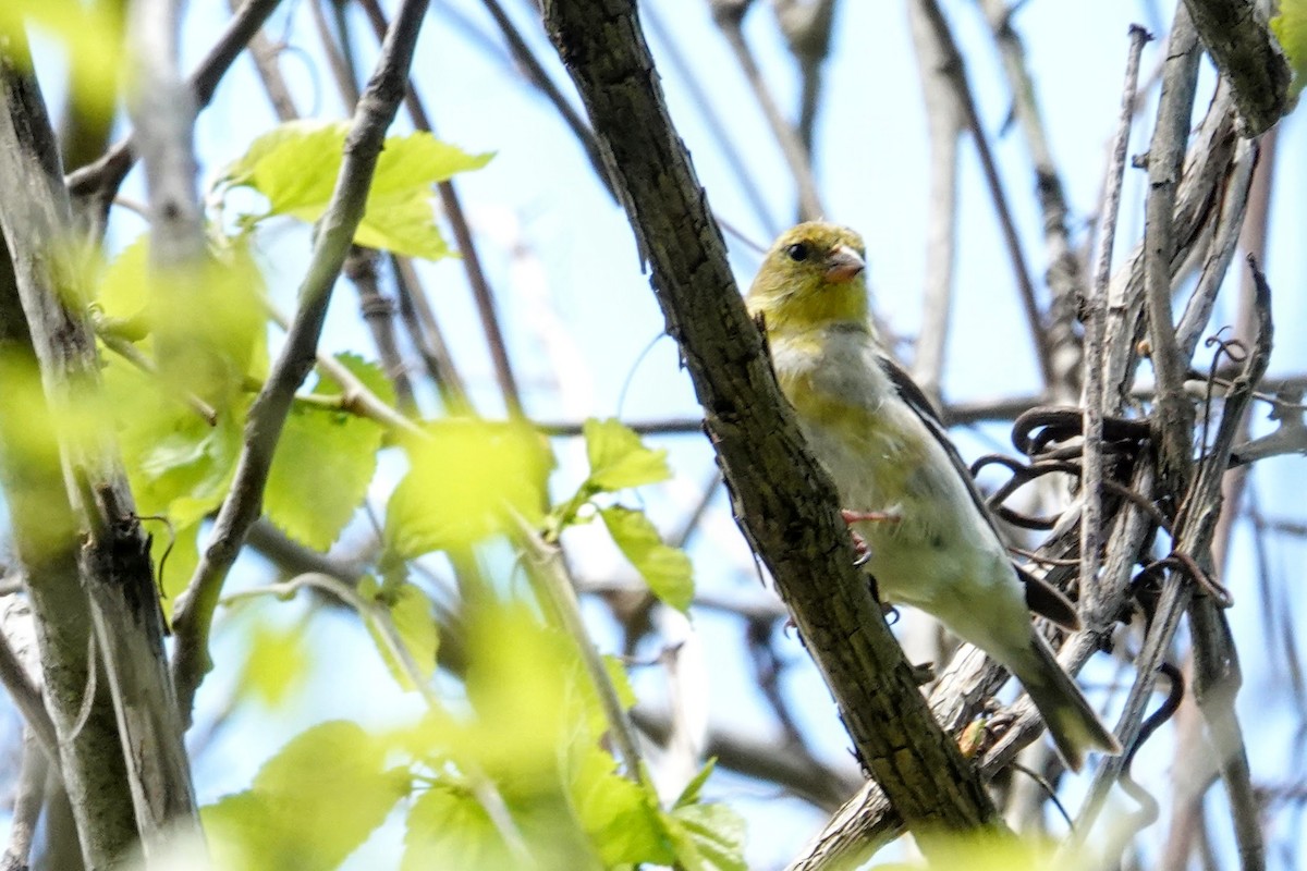 American Goldfinch - ML330768921