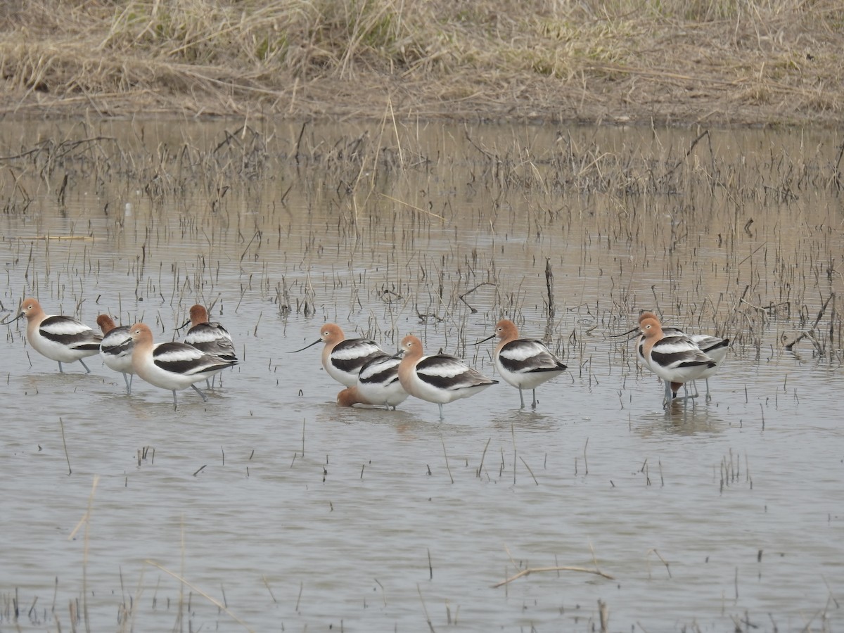 tenkozobec americký - ML330769751
