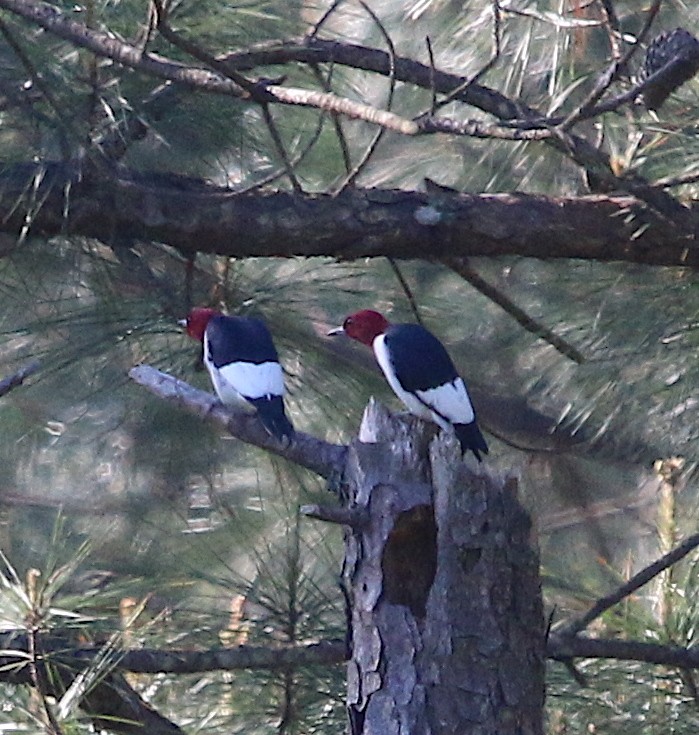 Red-headed Woodpecker - Lori White