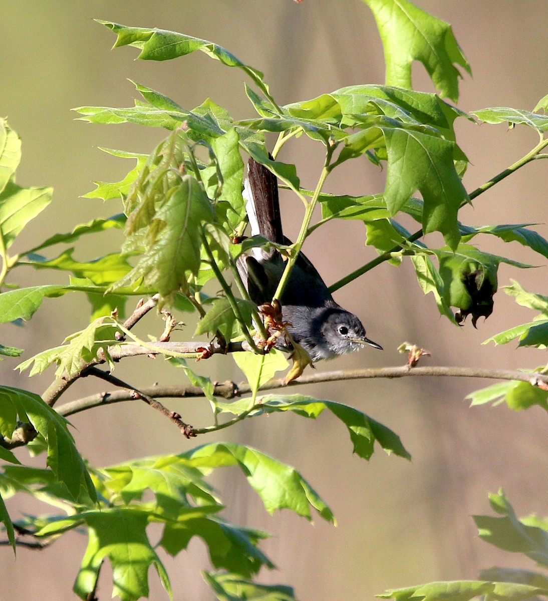 Blue-gray Gnatcatcher - ML330770241