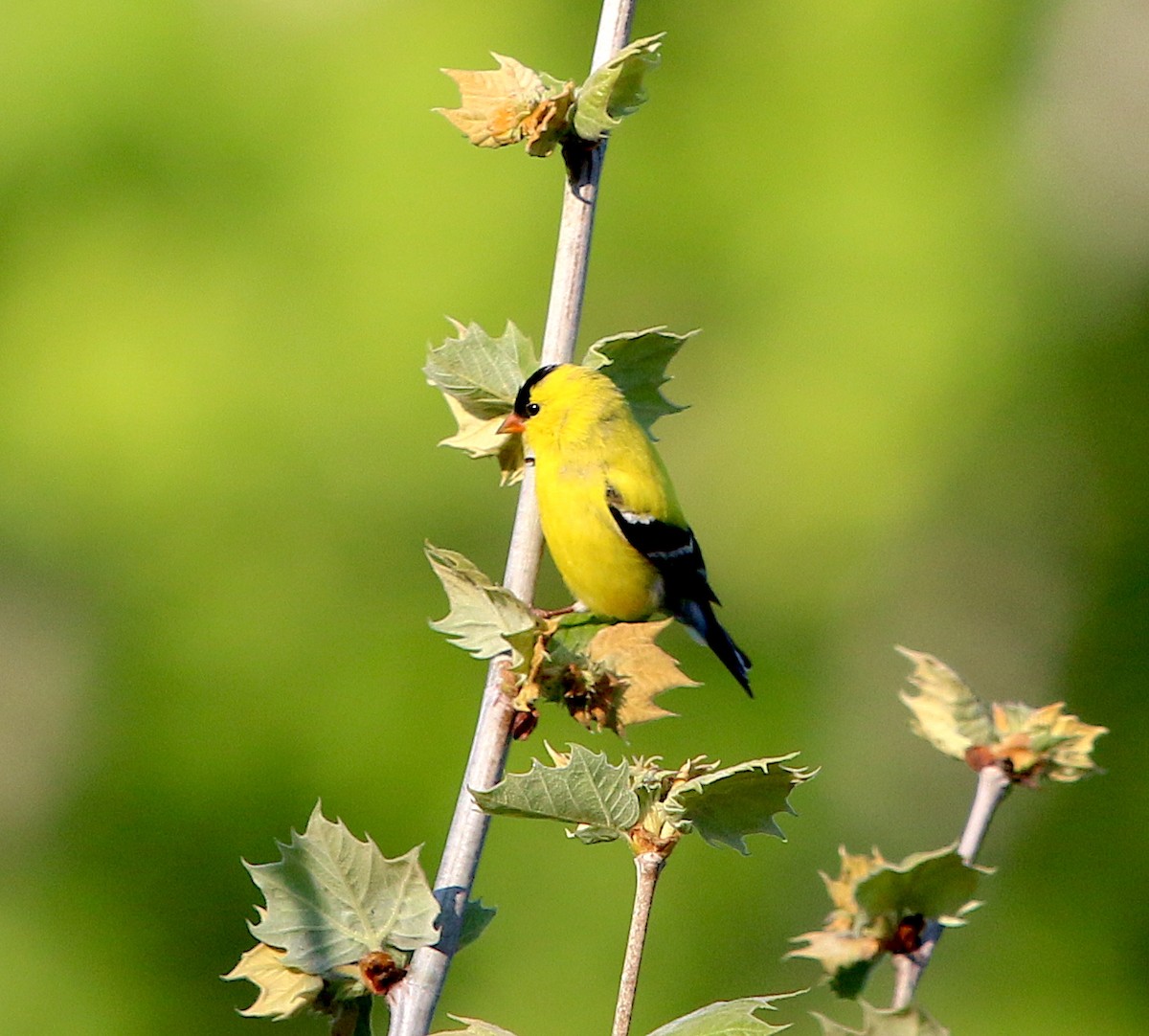 American Goldfinch - ML330770341