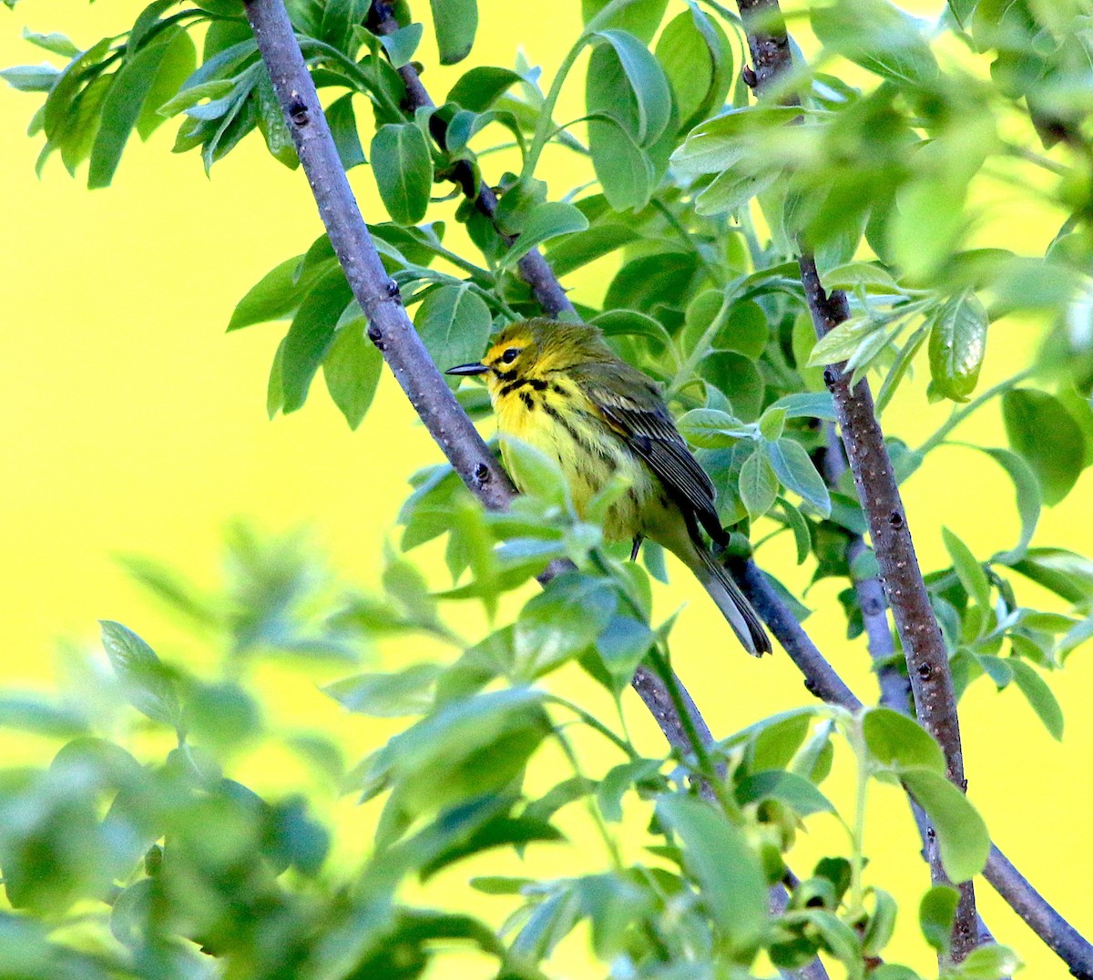 Prairie Warbler - ML330771171