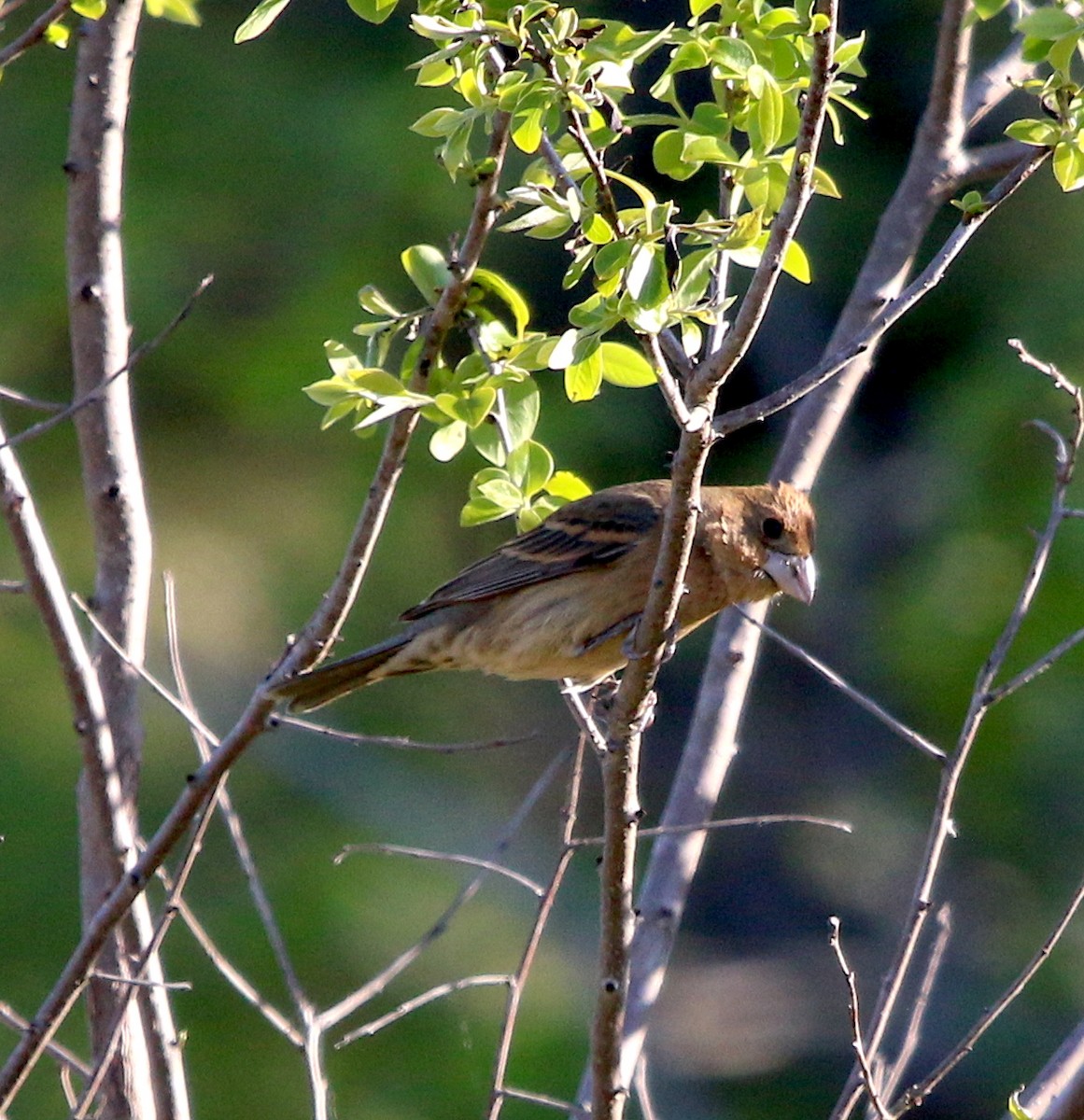 Blue Grosbeak - ML330771311