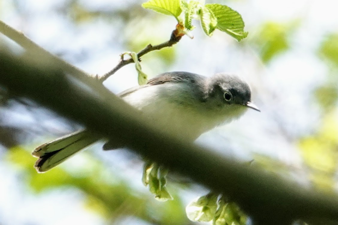 Blue-gray Gnatcatcher - ML330771871