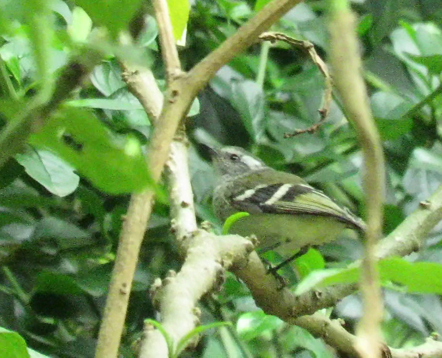 White-banded Tyrannulet - Edison🦉 Ocaña