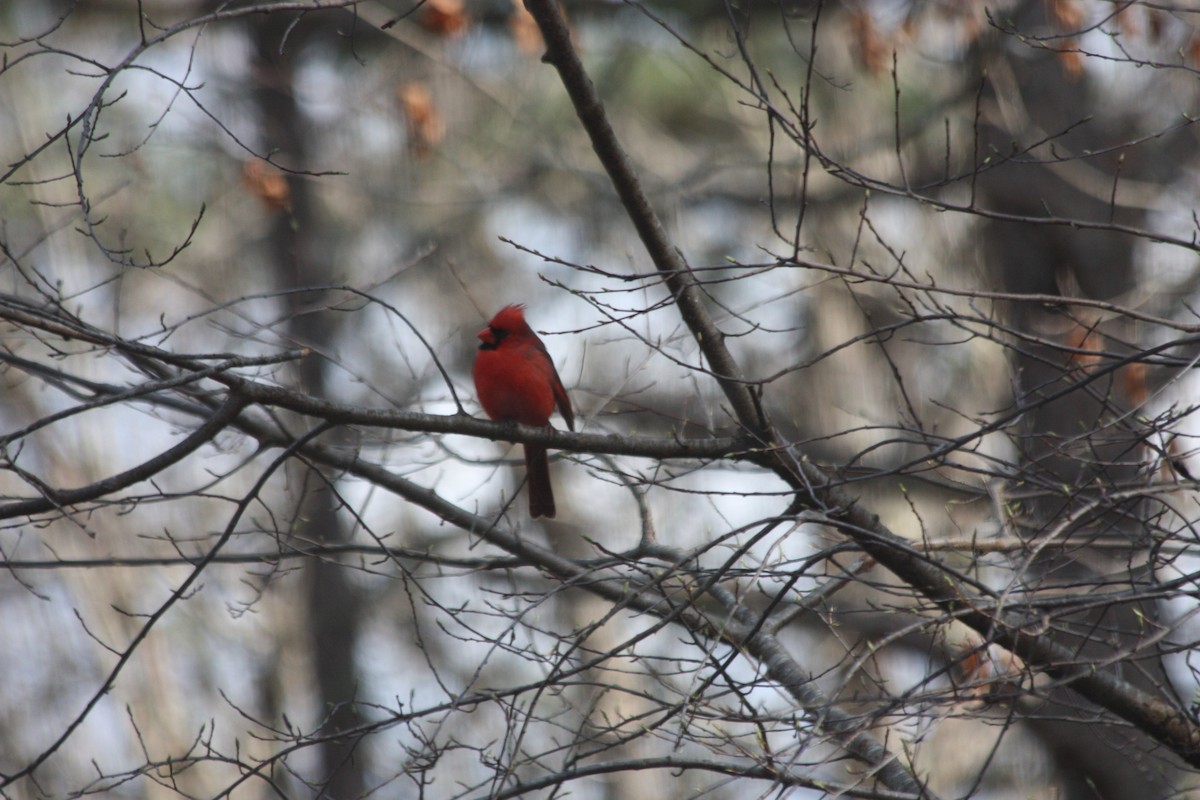 Northern Cardinal - ML330773371