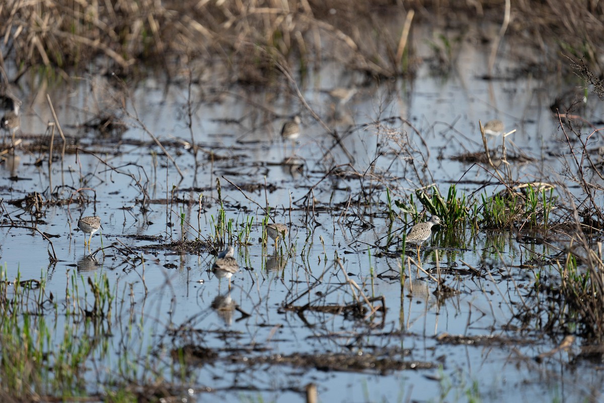 Lesser Yellowlegs - ML330774001