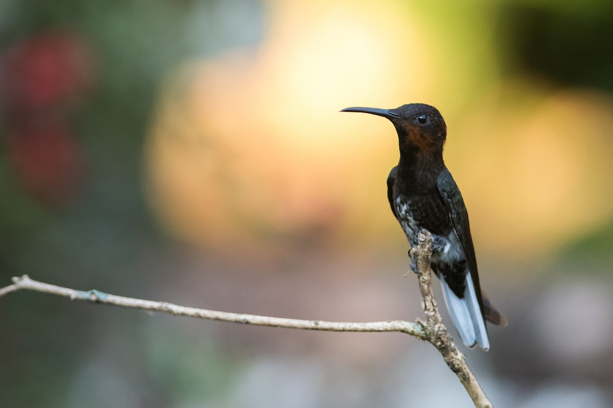 Black Jacobin - Claudia Brasileiro