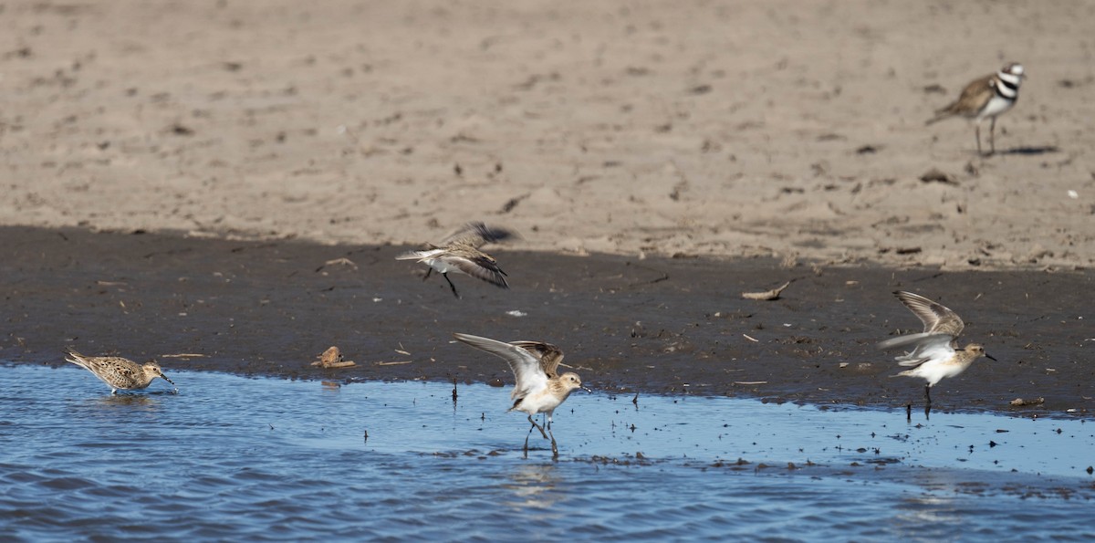 Baird's Sandpiper - ML330774031