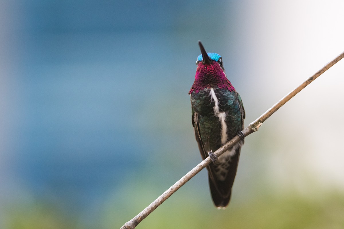 kolibřík fialovolímcový - ML330775971