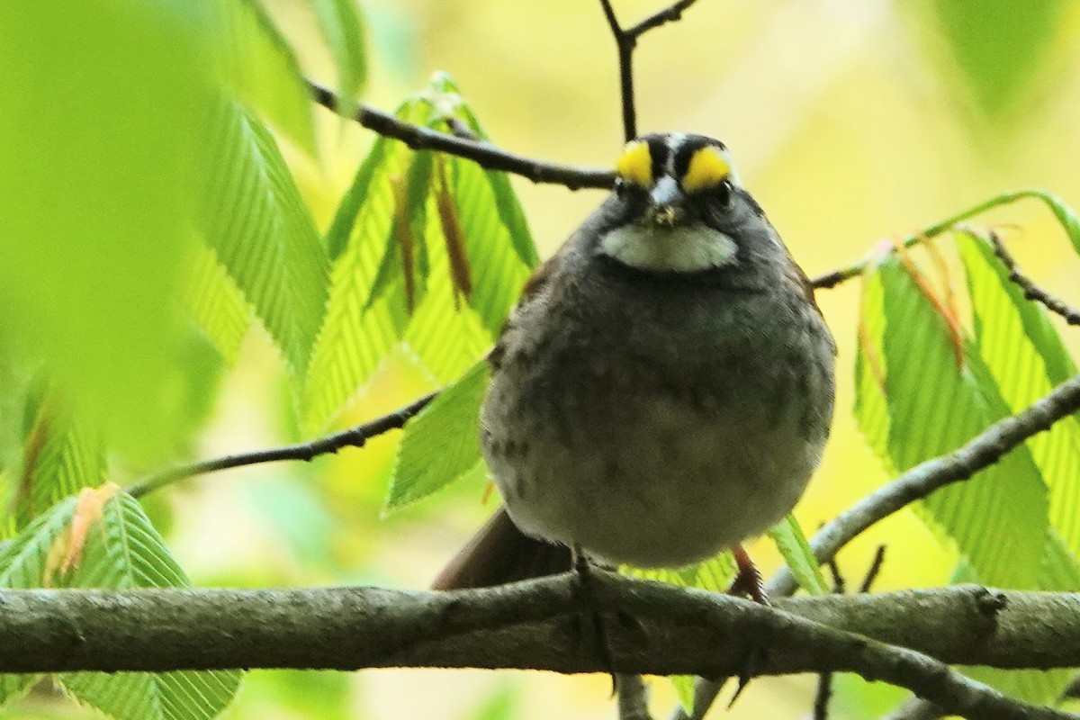 White-throated Sparrow - ML330776061