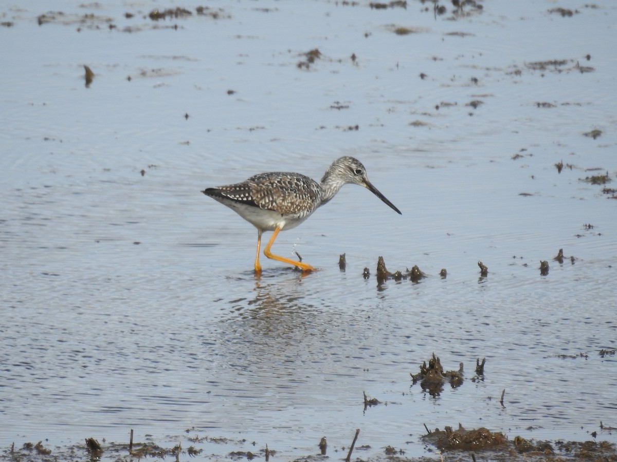 Greater Yellowlegs - ML330776421