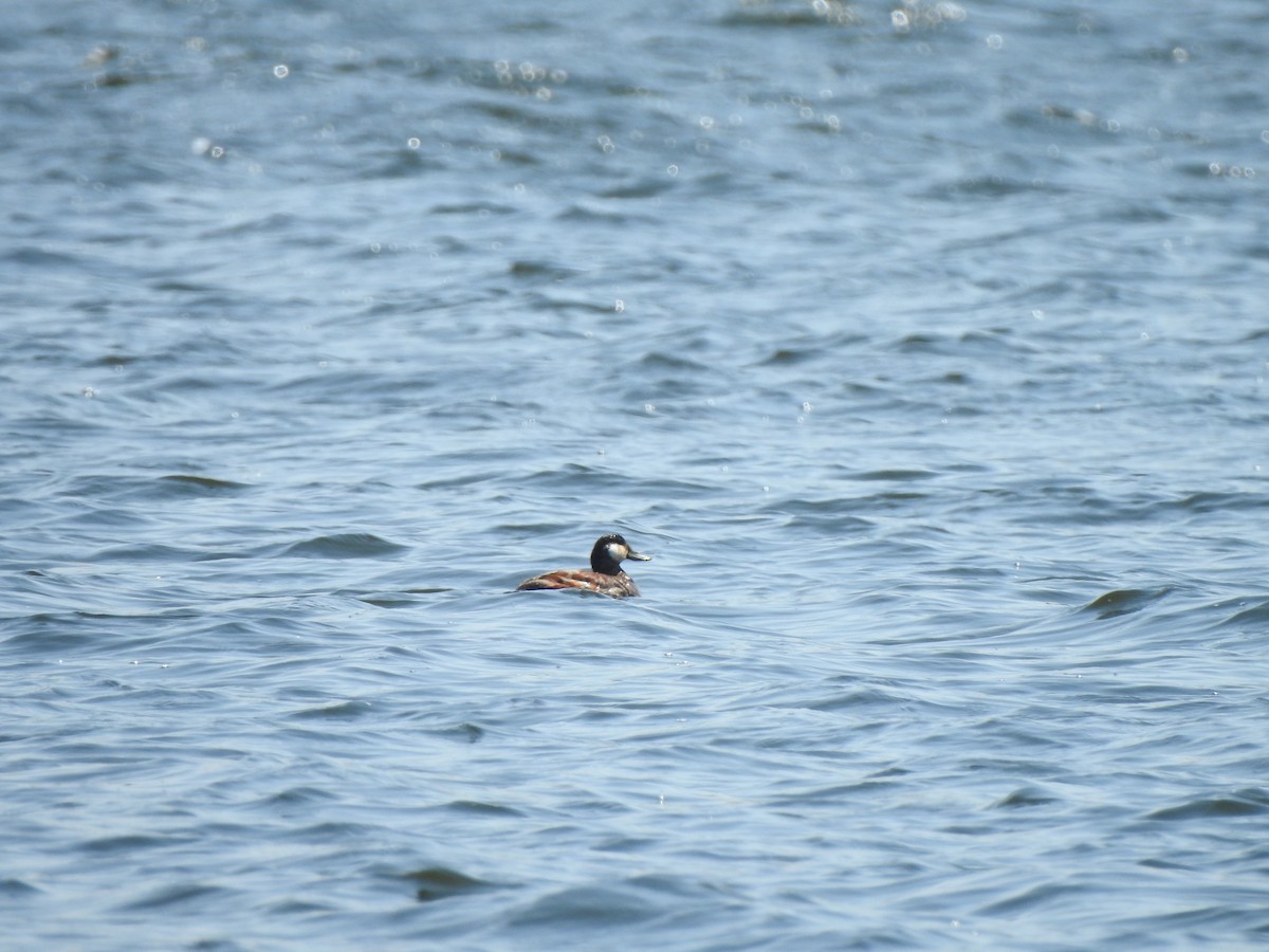 Ruddy Duck - ML330776601