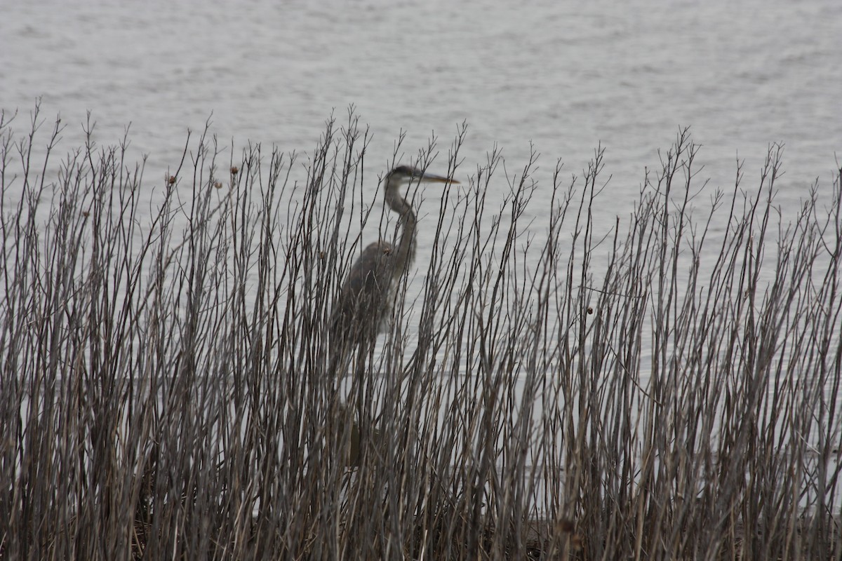 Great Blue Heron - ML330776721