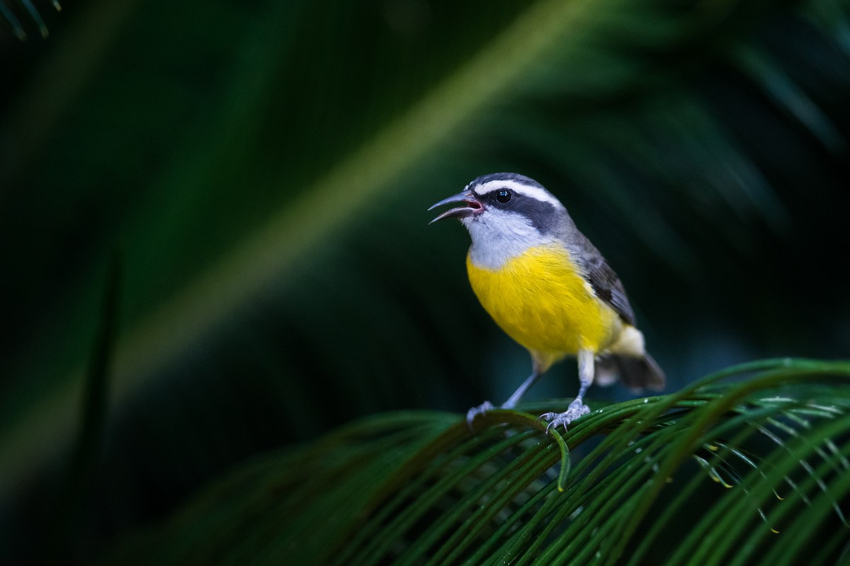 Bananaquit - Claudia Brasileiro