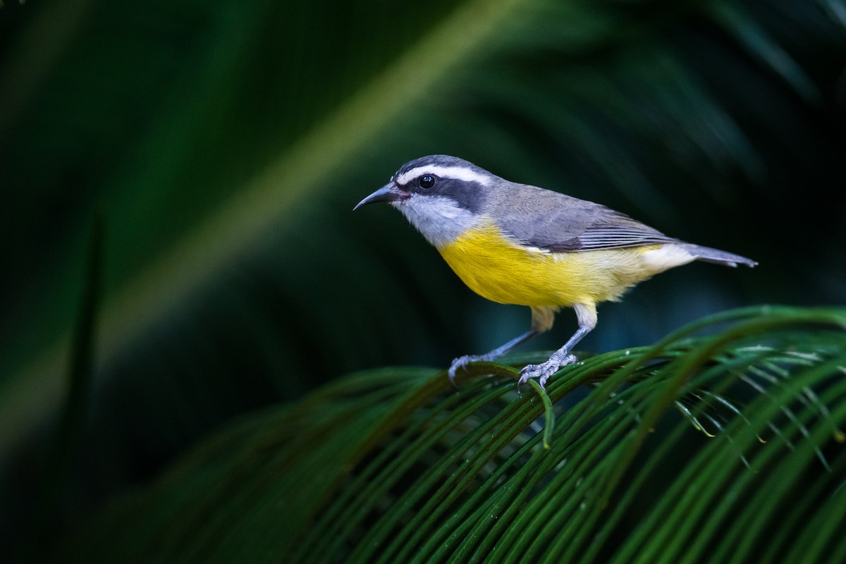 Bananaquit - Claudia Brasileiro