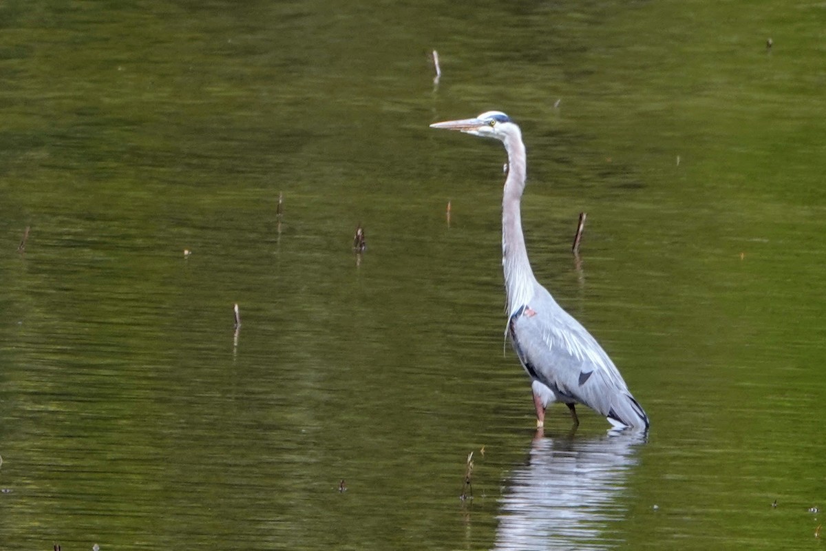 Great Blue Heron - ML330777231