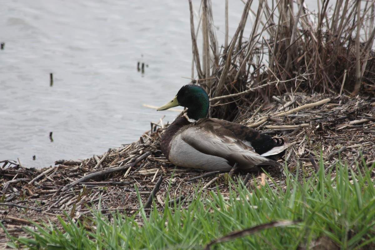 Mallard - ML330778311