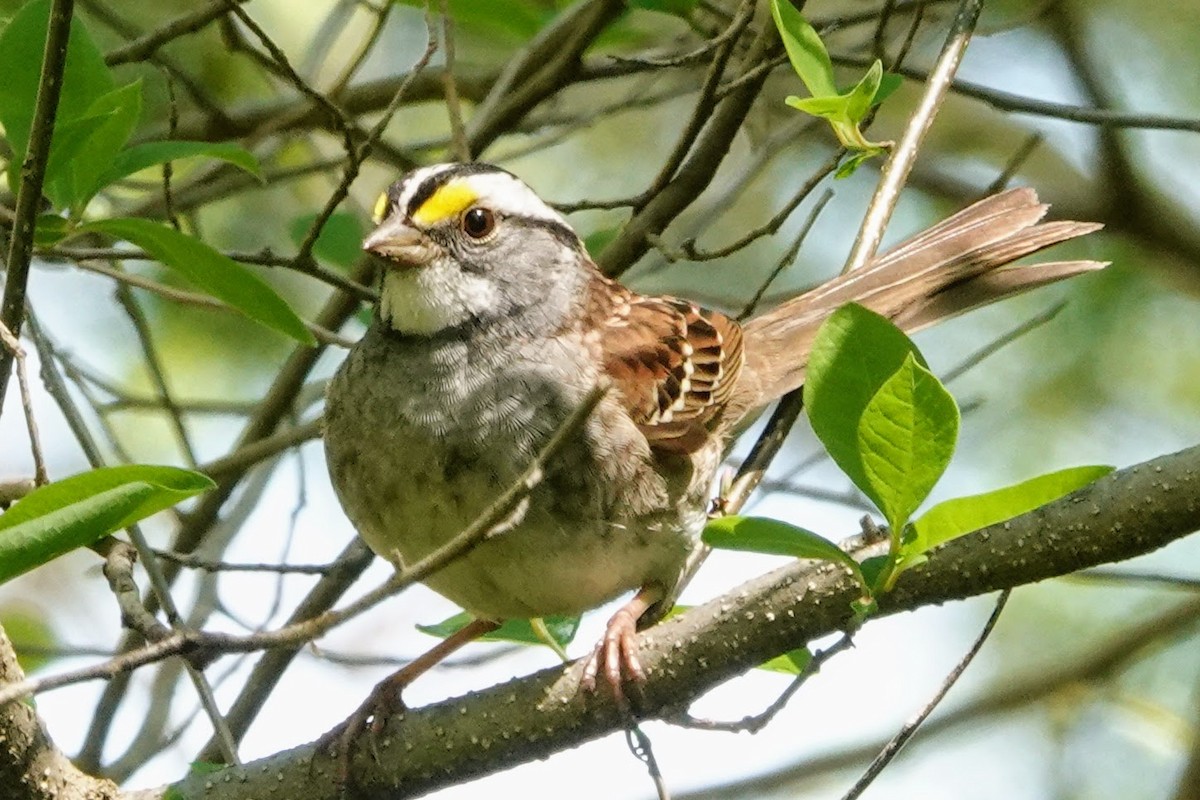 White-throated Sparrow - ML330778581