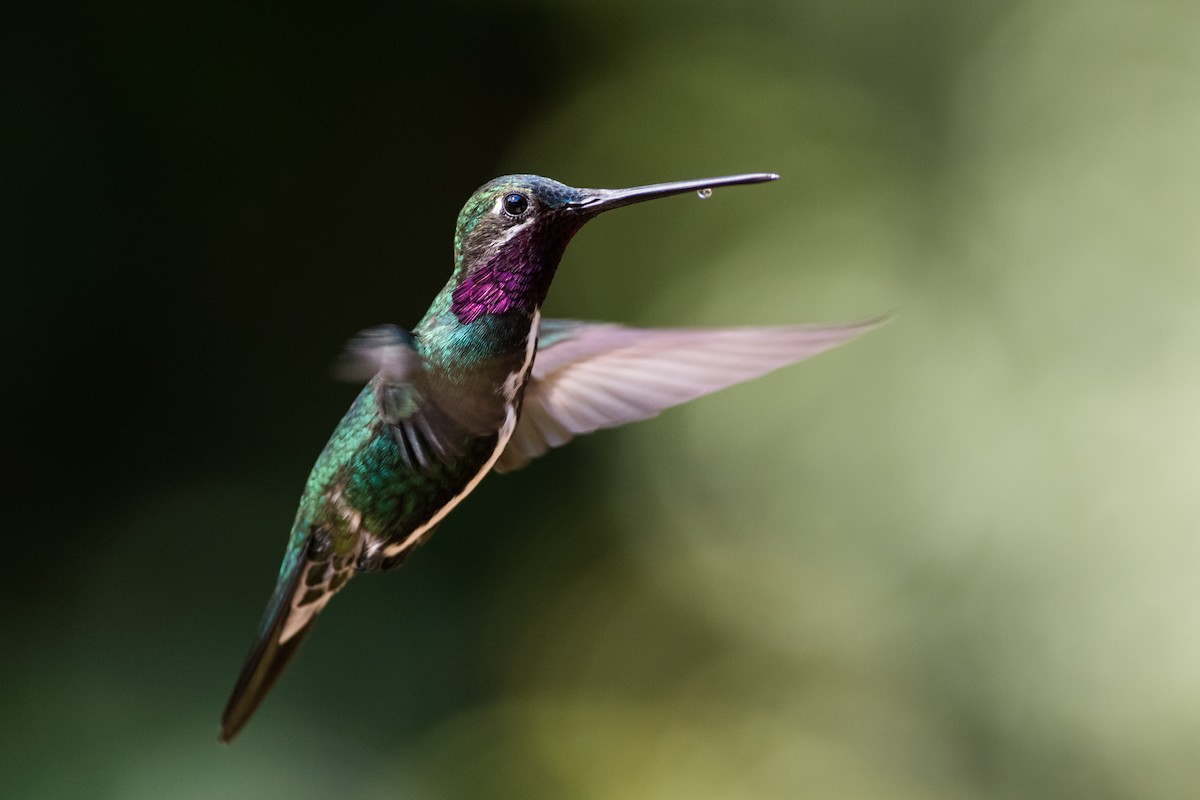 kolibřík fialovolímcový - ML330779801