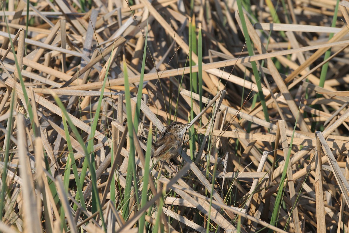 Marsh Wren - ML330779831