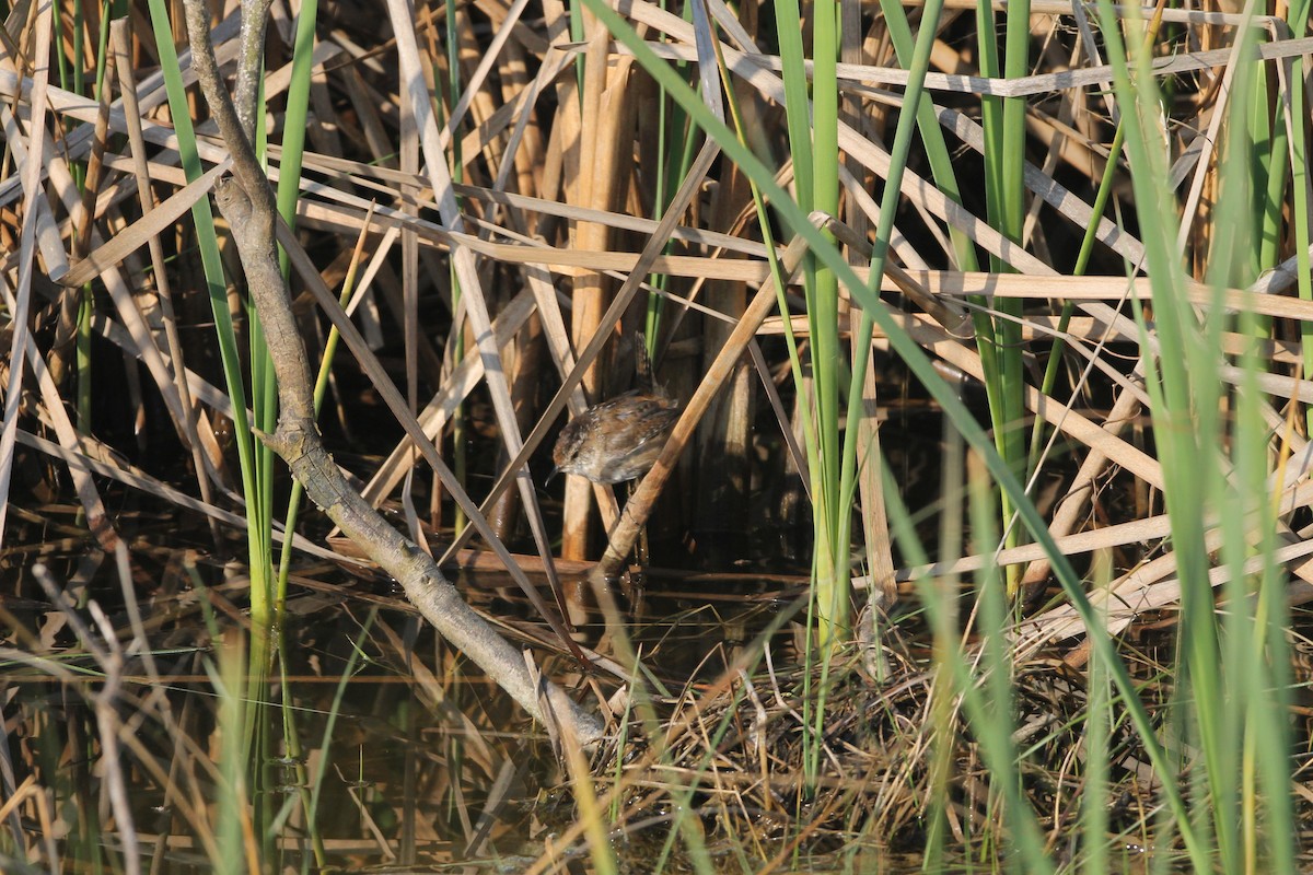 Marsh Wren - ML330779841