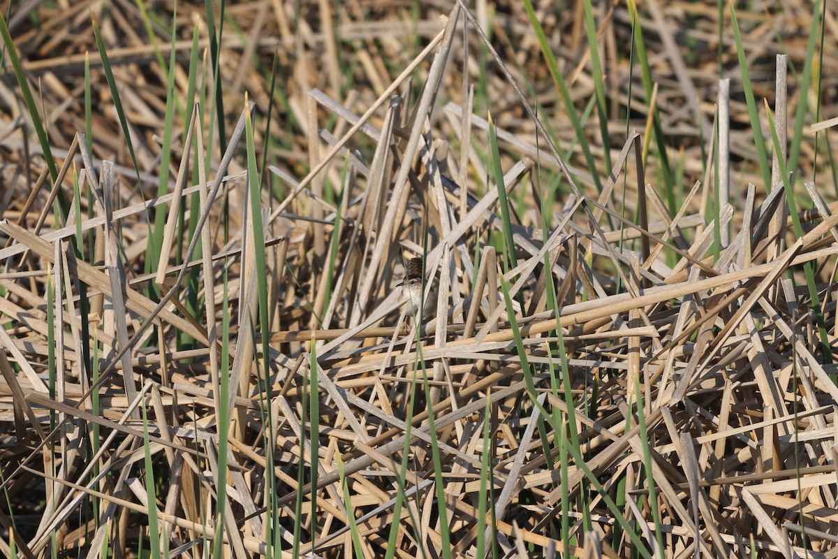 Marsh Wren - ML330779851