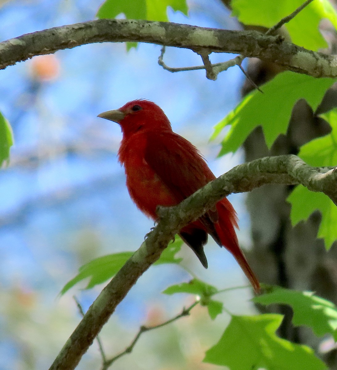 Summer Tanager - ML330780481