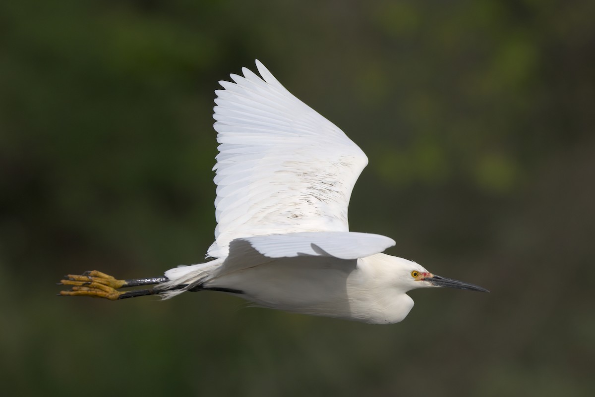 Snowy Egret - Mike Guard